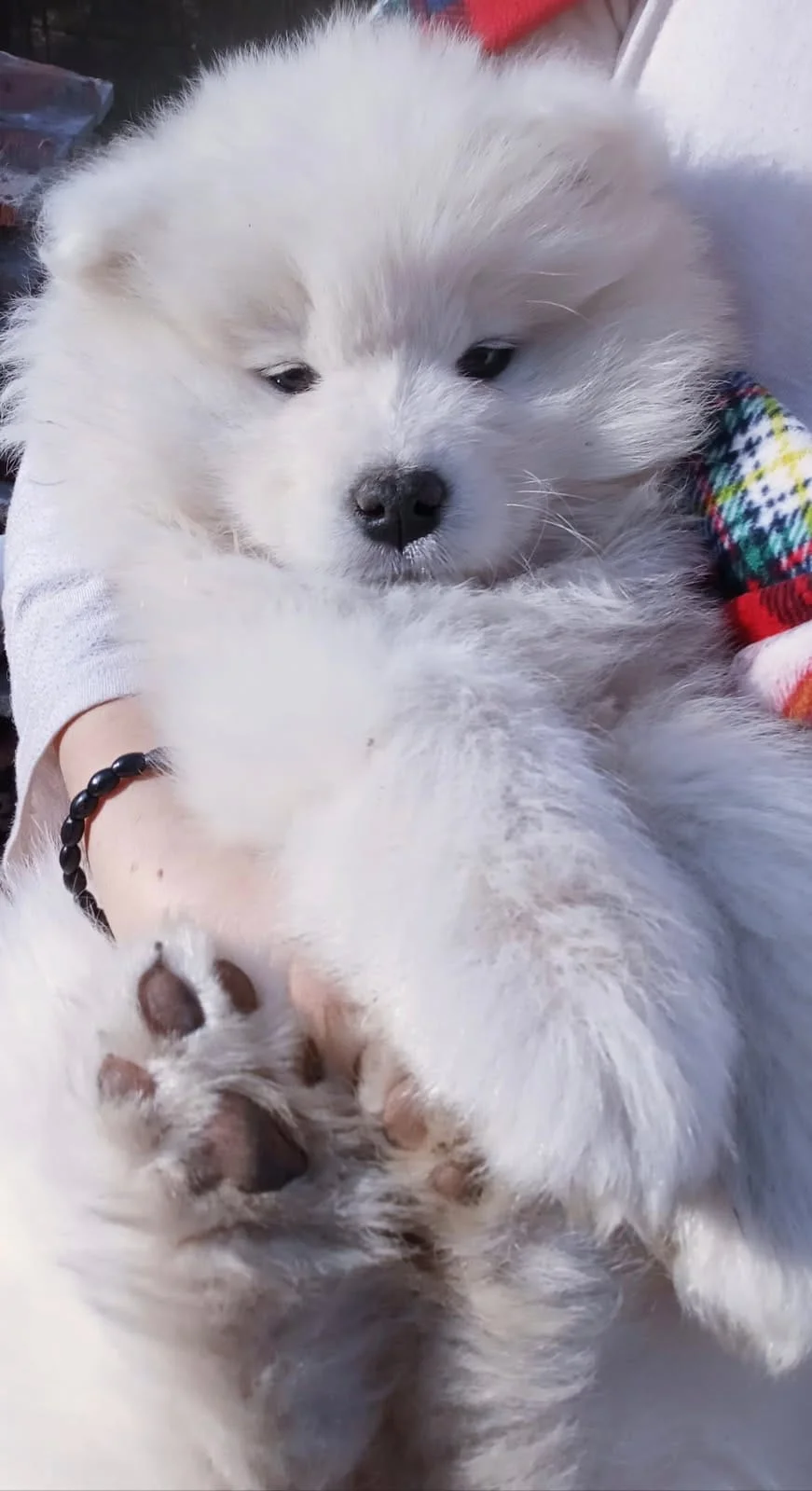 Samojed štenci