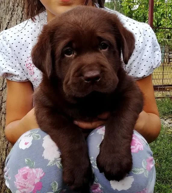 Labrador stenci cokoladne,crne i zute boje