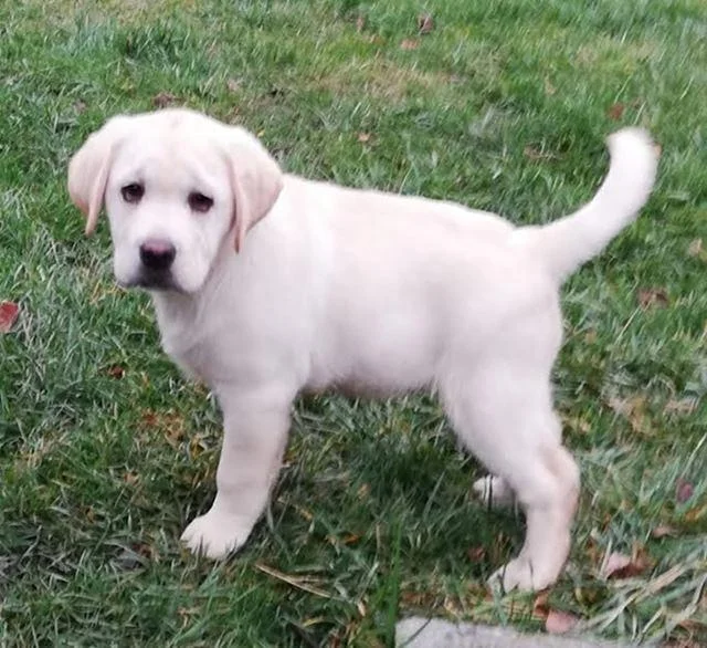 Labrador retriver, musko stene