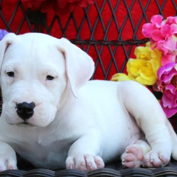 Dogo argentino i bulterijer stenci na prodaju