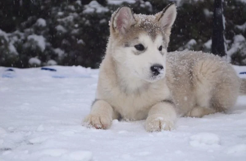 Aljaski malamut i akita inu stenci na prodaju