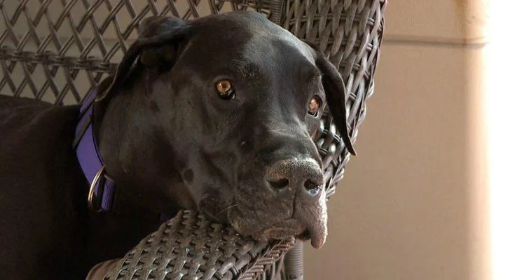 Запознајте го новото најголемо куче во светот