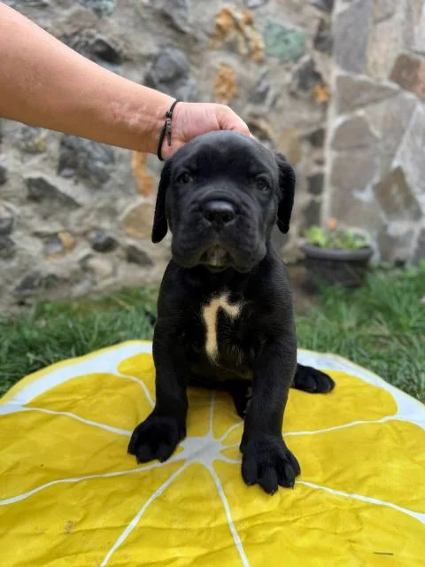 Cane Corso štenci