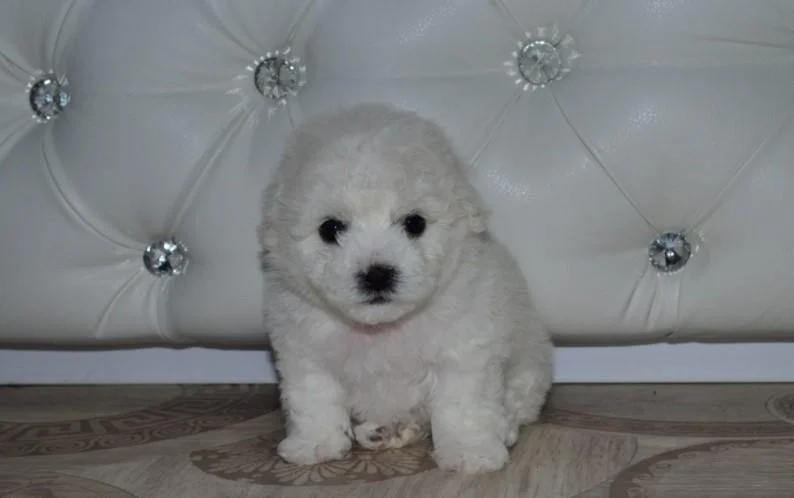 Bichon i bolonjezer stenci na prodaju
