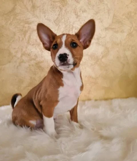 Basenji štenci
