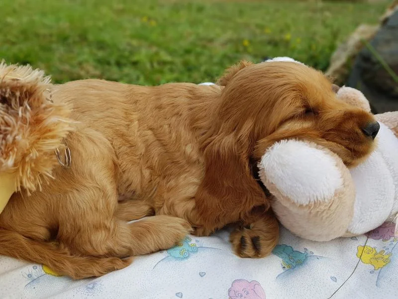 Se prodavaat preubaci kucenca od rasata cocker spaniel