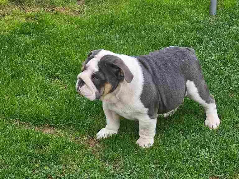 Engleski buldog