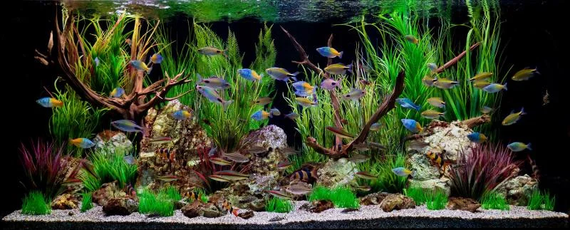 Што да испланирате пред да купите аквариум