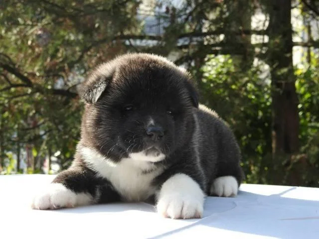Američka akita, štenci