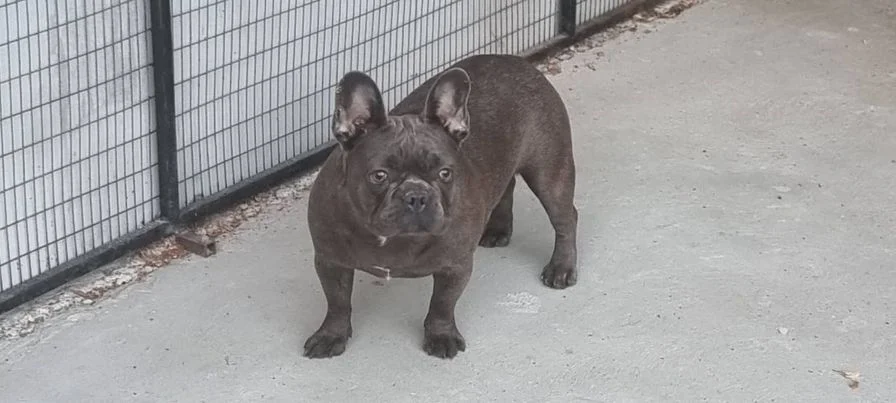 Francuski buldog