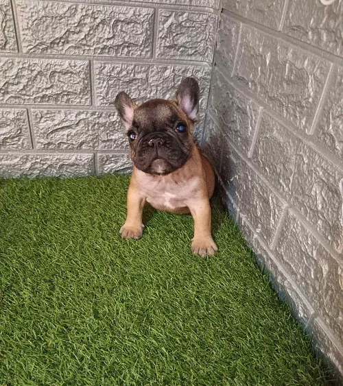 Francuski buldog
