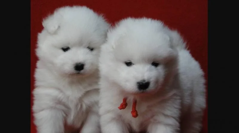Samojed i sibirski haski stenci na prodaju