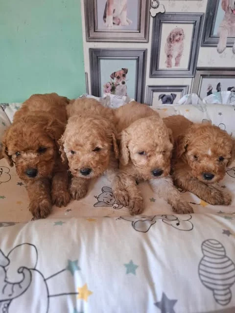 Pudle patuljaste i toy, prelepi štenci