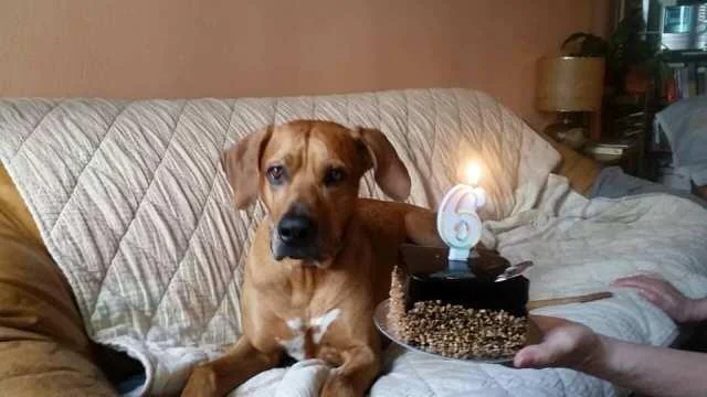 Rodezijski Ridzbek, muzjak spreman za parenje