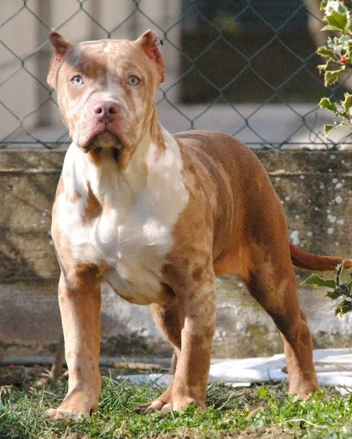 American bully xl