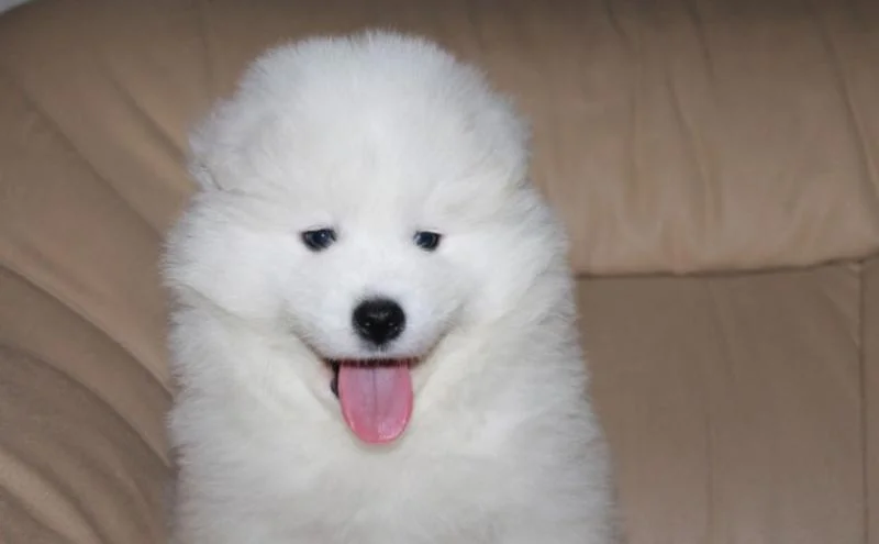 Samojed i sibirski haski stenci na prodaju