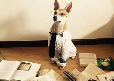 Напуштено куче стана вистинска ѕвезда на Инстаграм