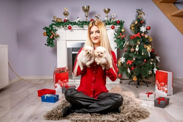 Pomeranac štenci vrhunskog porekla