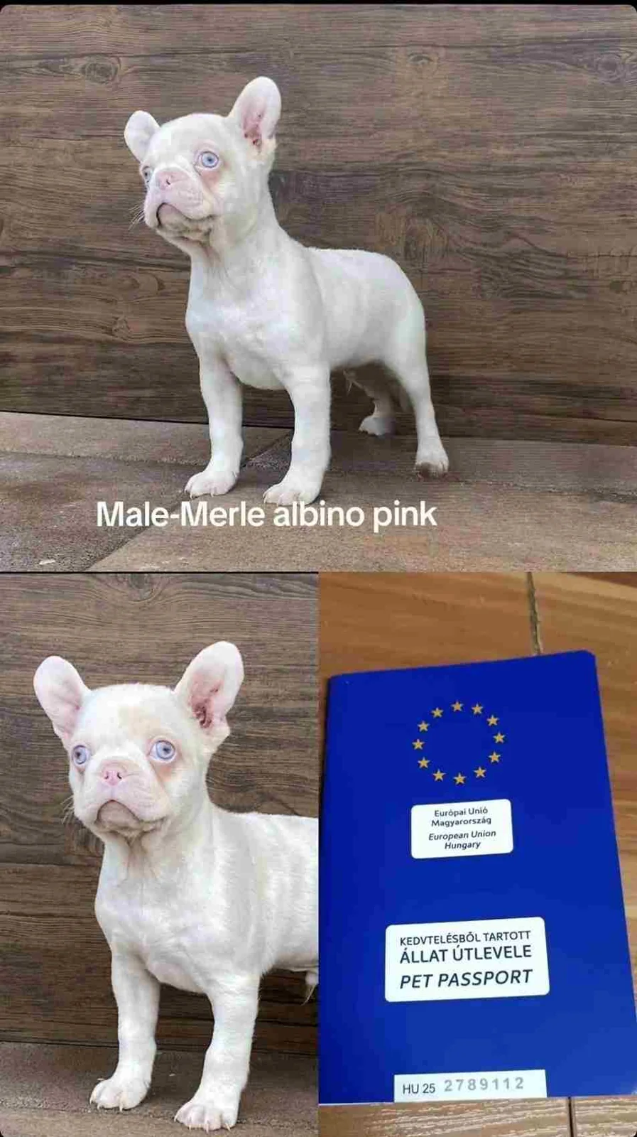 Merlo Albino-Pink Francuski buldog