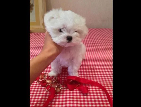 Maltezer i coton de tulear stenci na prodaju