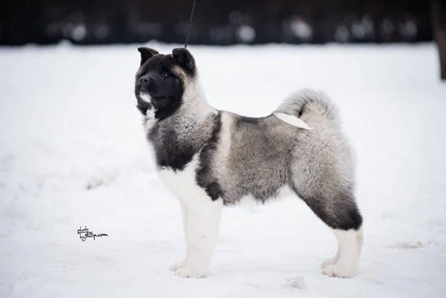 Americka akita, vrhunsko leglo
