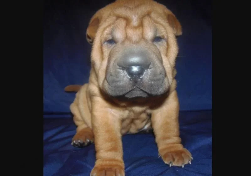 Shar pei i šiba inu stenci na prodaju