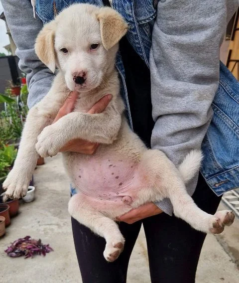 Mešanac labradora, žensko štene na poklon