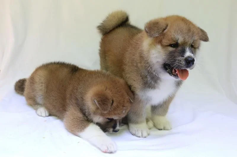 Akita Inu, štenci odličnog potencijala