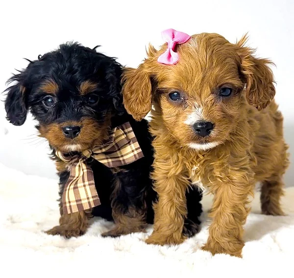Cavapoo-kavapu (Cavalier toy pudla)