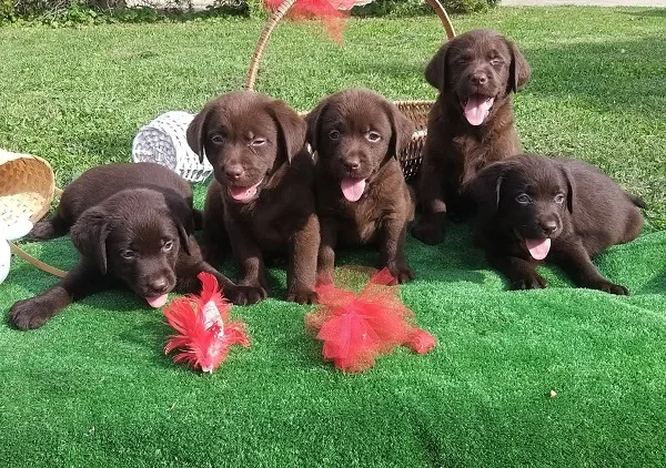 Stenci Labrador retriever, braon
