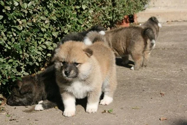 Japanska Akita Inu