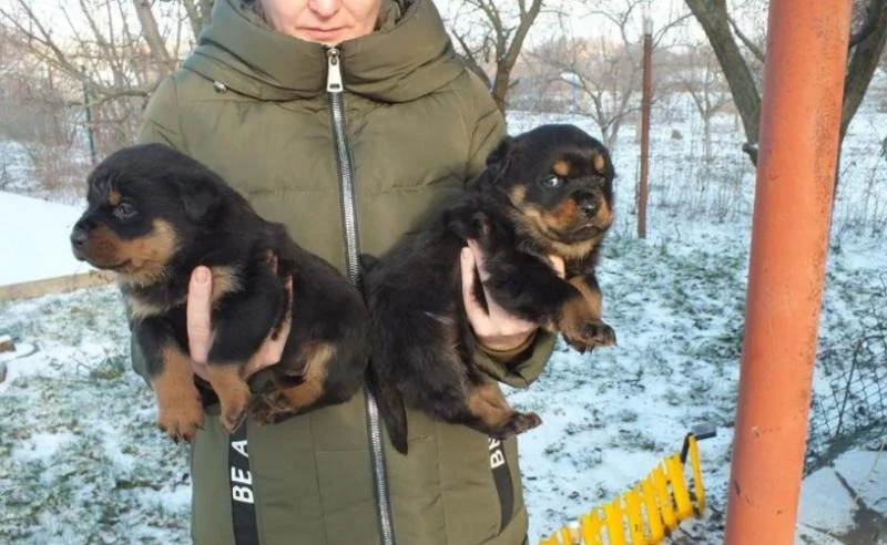 Rotvajler i doberman stenci na prodaju