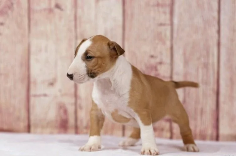 Bulterijer i dogo argentino stenci na prodaju