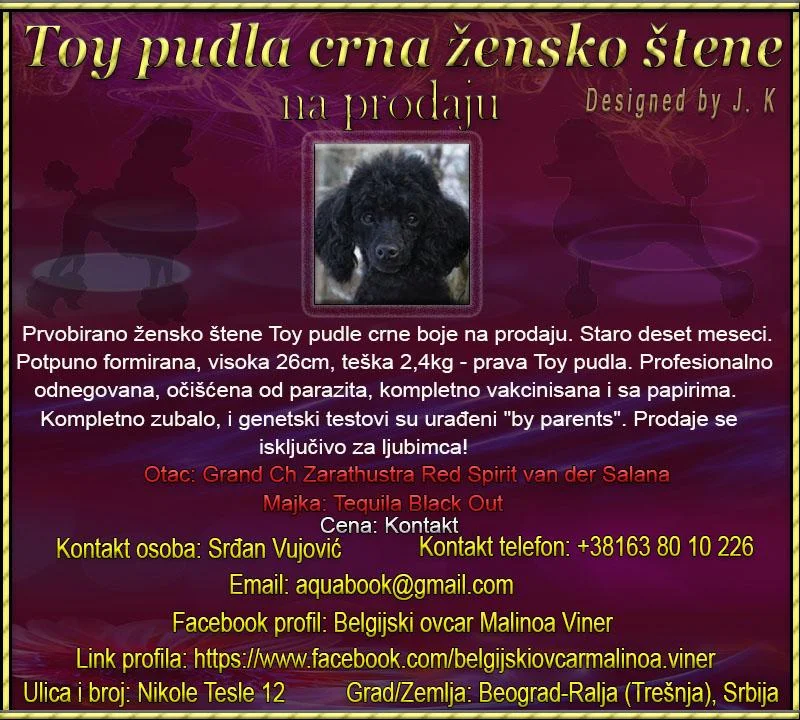Toy pudla crno žensko štene na prodaju