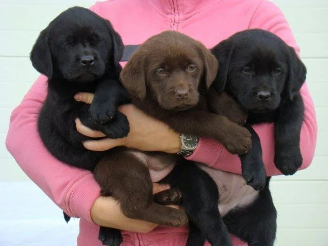 Labrador retriver čokoladna i crna štenad