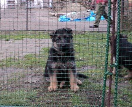 Nemački ovčar dobrog porekla