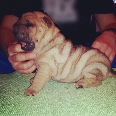 Shar Pei stenci