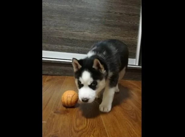Sibirski haski i samojed stenci na prodaju