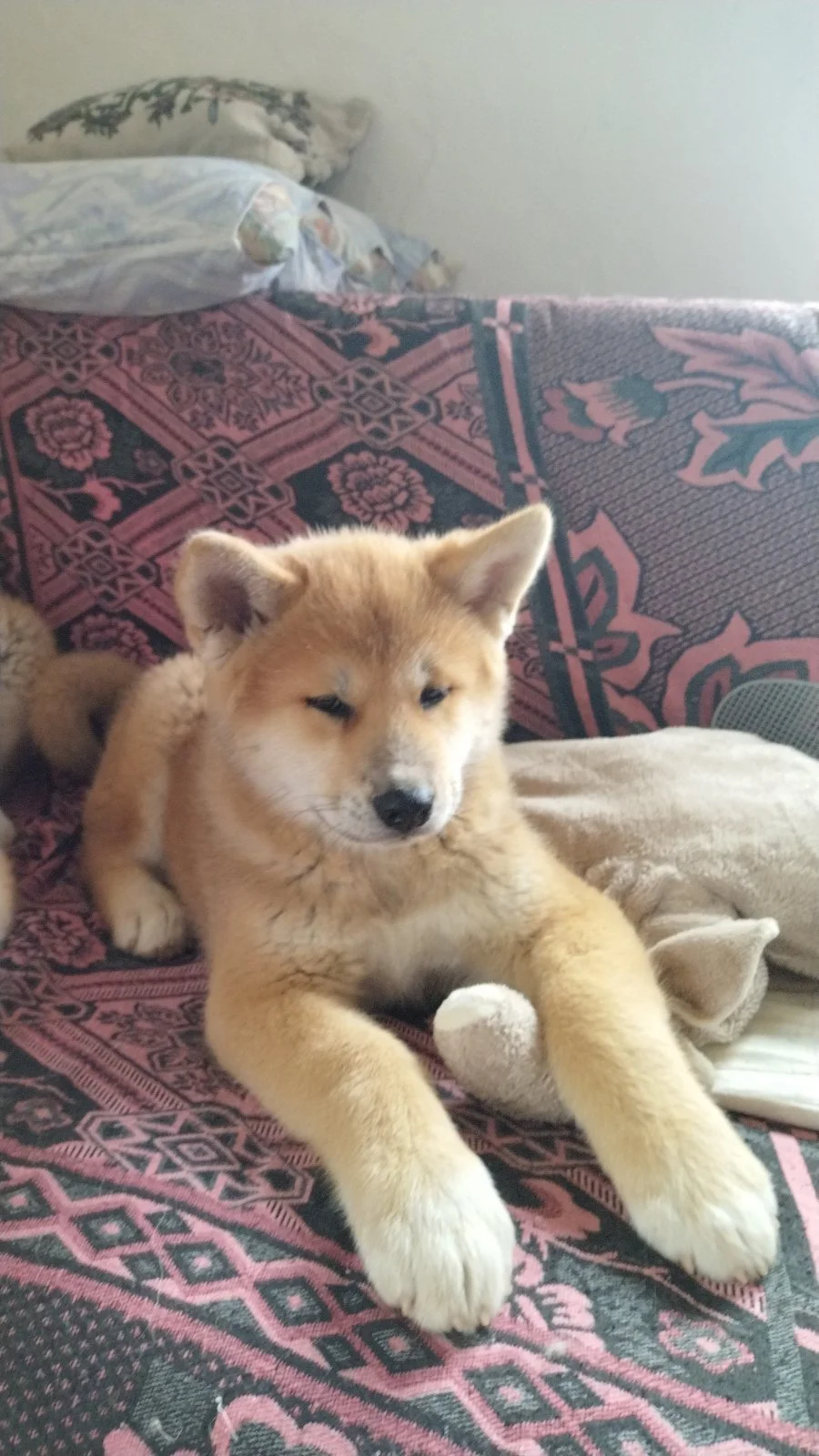 Akita Inu ženke