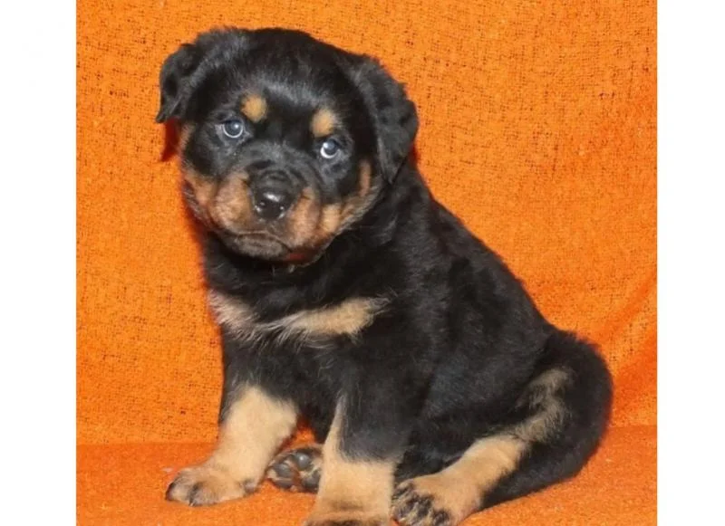 Rotvajler i doberman stenci na prodaju