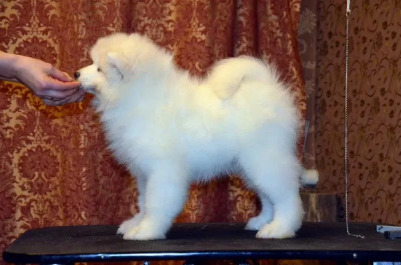 Samojed i sibirski haski stenci na prodaju