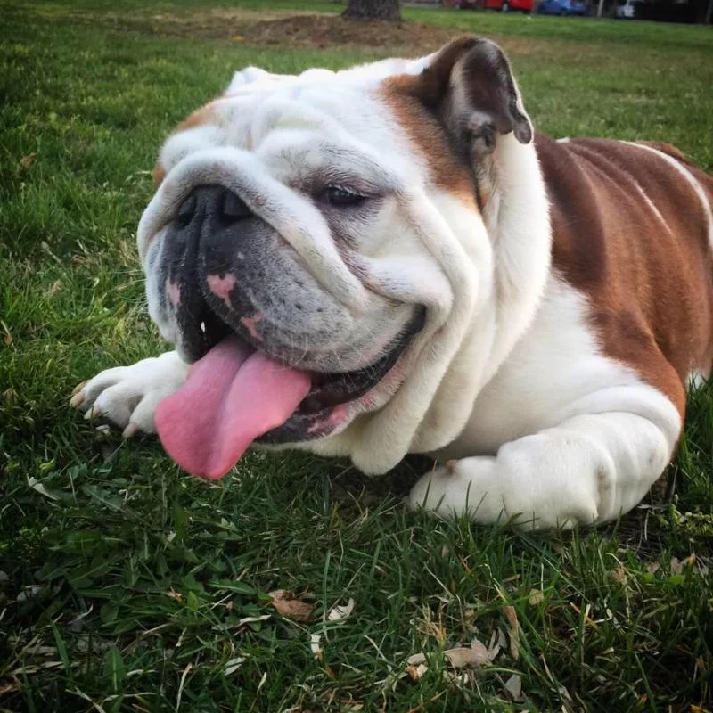 English Bulldog sloboden za parenje