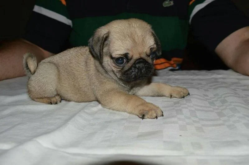 Mops štenci odličnog kvaliteta
