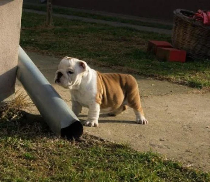 Engleski Buldog