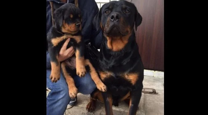 Rotvajler i doberman stenci na prodaju