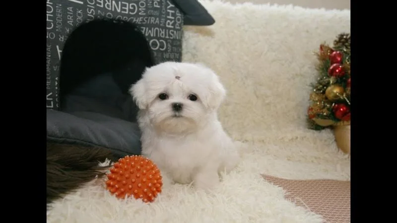 Maltezer i coton de tulear stenci na prodaju