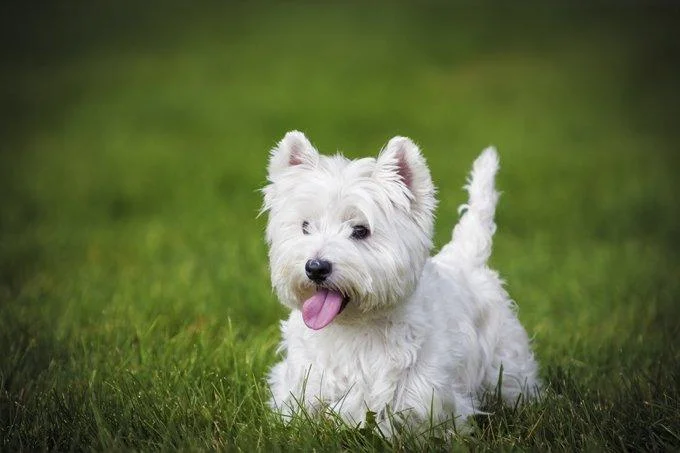 Kupuvam West highland white terrier