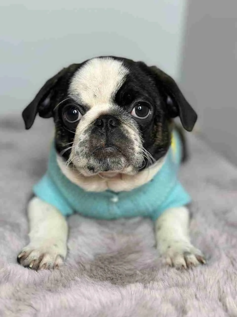 Exotic pug