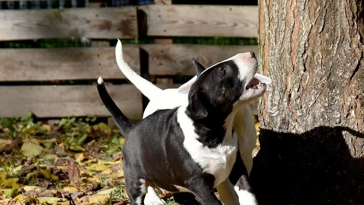 Bulterijer i dogo argentino stenci na prodaju