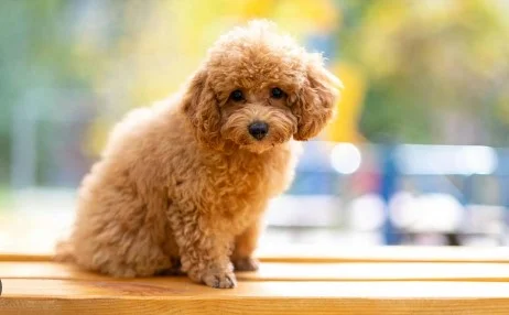 Maltipoo i Toy pudle